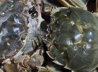 活螃蟹的最佳保存方法