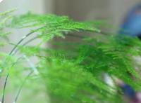 办公室最旺风水又好养的植物