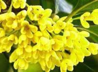 院子里种桂花树的风水禁忌