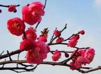 中国的国树国花