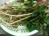 鱼腥草的功效与作用和主治
