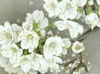 24节气代表花卉