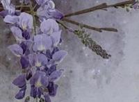 24节气代表花卉