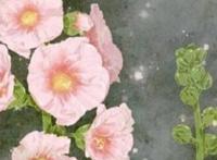 24节气代表花卉