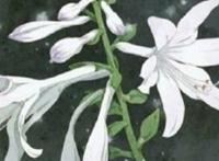 24节气代表花卉