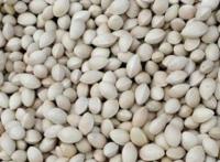 白果的功效与作用一天吃几个