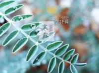 二十四节气寒露的含义是什么