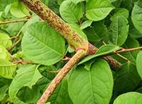 虎杖的功效作用及食用方法