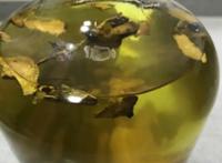 虎杖的功效作用及食用方法