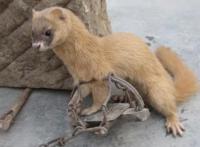 抓黄鼠狼最好的方法