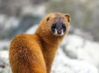 抓黄鼠狼最好的方法