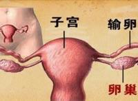 女人卵巢怎么保养方法