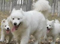 女人梦见白色狗