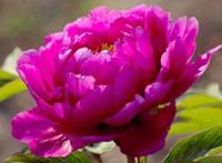 不同颜色牡丹花花语是什么