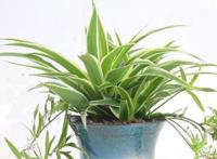 十种室内最好养的植物盆栽