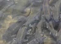 哪种鱼能同时适应海水和淡水