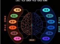 右脑厉害的人会有哪些表现
