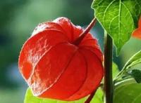 红姑娘的功效与作用有哪些