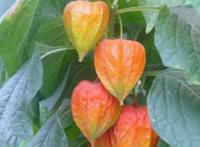 红姑娘的功效与作用有哪些