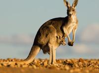 袋鼠尾巴的作用