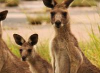 袋鼠尾巴的作用