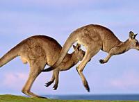 袋鼠尾巴的作用