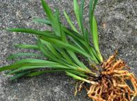 怎样种植兰花