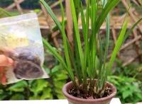 怎样种植兰花