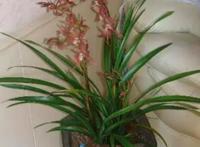 怎样种植兰花
