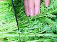 茼蒿菜的功效与作用禁忌