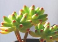 植物多肉的功效与作用