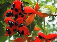 苹婆的功效与食用方法