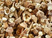 炒苍术的功效与作用