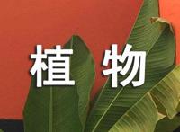 室内观叶植物