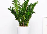 金钱树烂根能救活吗