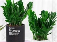 金钱树烂根能救活吗