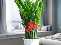 金钱树烂根能救活吗