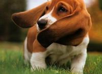 巴吉度犬是禁养犬吗