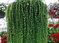 珍珠吊兰的栽培要点