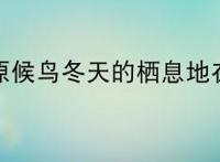 我国草原候鸟冬天的栖息地在哪里？