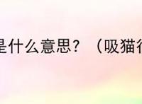 吸猫是什么意思? （吸猫行为）