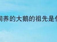 家里饲养的大鹅的祖先是什么？