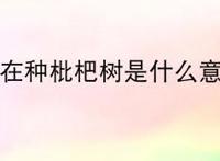 你爸在种枇杷树是什么意思?