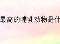 世上最高的哺乳动物是什么？