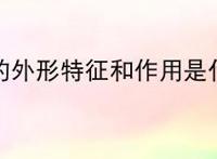 松树的外形特征和作用是什么？