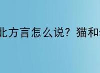 猫和老鼠的东北方言怎么说？猫和老鼠东北方言