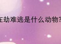 在劫难逃是什么动物？