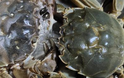 活螃蟹的最佳保存方法