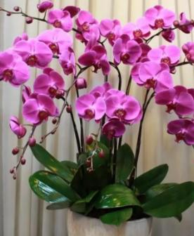 蝴蝶兰的家庭养殖方法