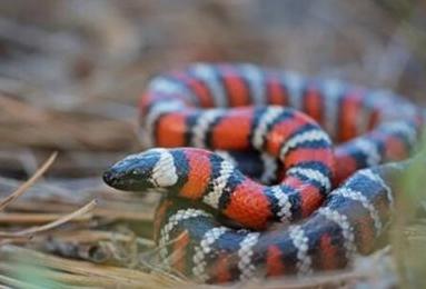 梦见好多的蛇是怎么回事